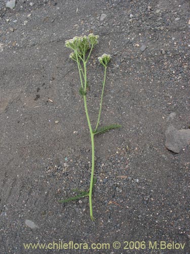 Imágen de Achillea millefolium (Milenrama / Milflores / Milhojas / Aquilea / Altamisa). Haga un clic para aumentar parte de imágen.